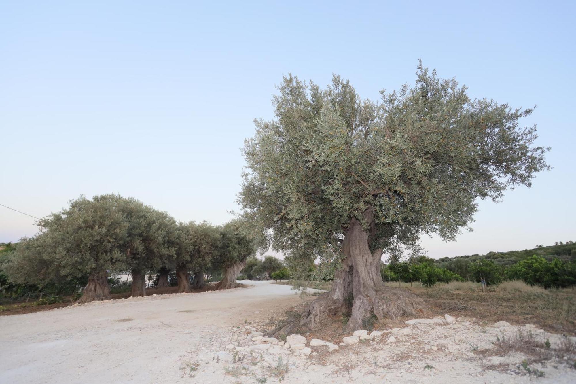 Relais Dea Degli Ulivi Hotel Agrigento Luaran gambar